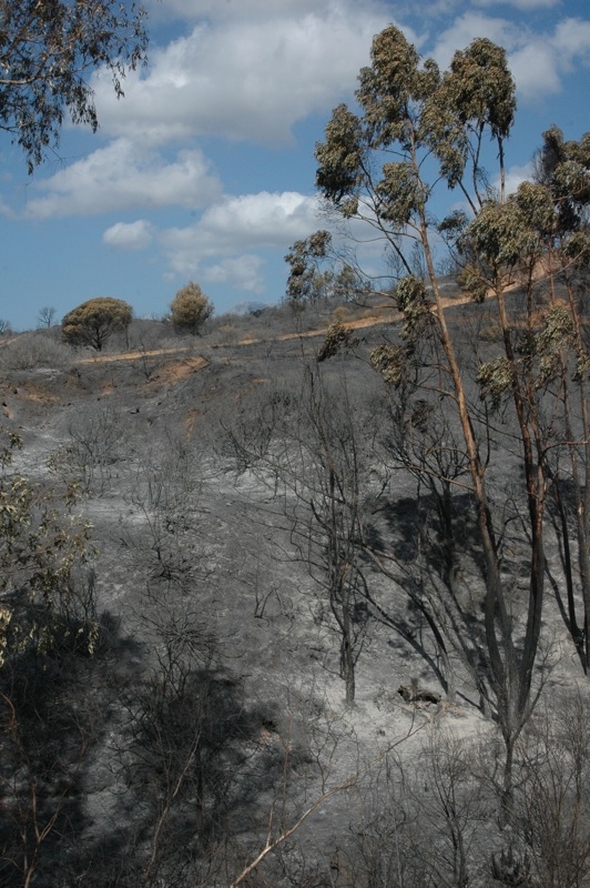 Förödelsen i Elviria efter storbranden 30-31 augusti.