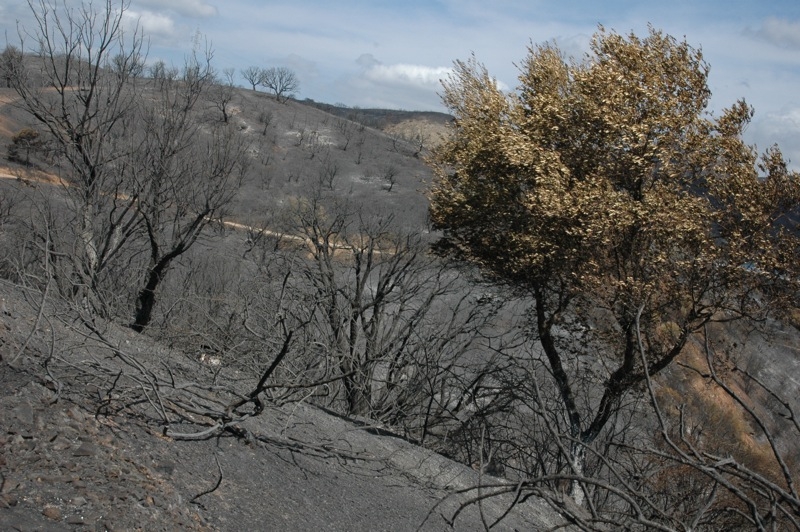 Förödelsen i Elviria efter storbranden 30-31 augusti.