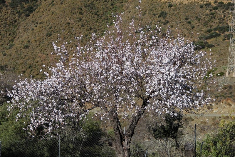Mandelträden blommar i Andalusien precis i början på året och blommorna är lika vackra på avstånd som på nära håll. Foto: Richard Björkman