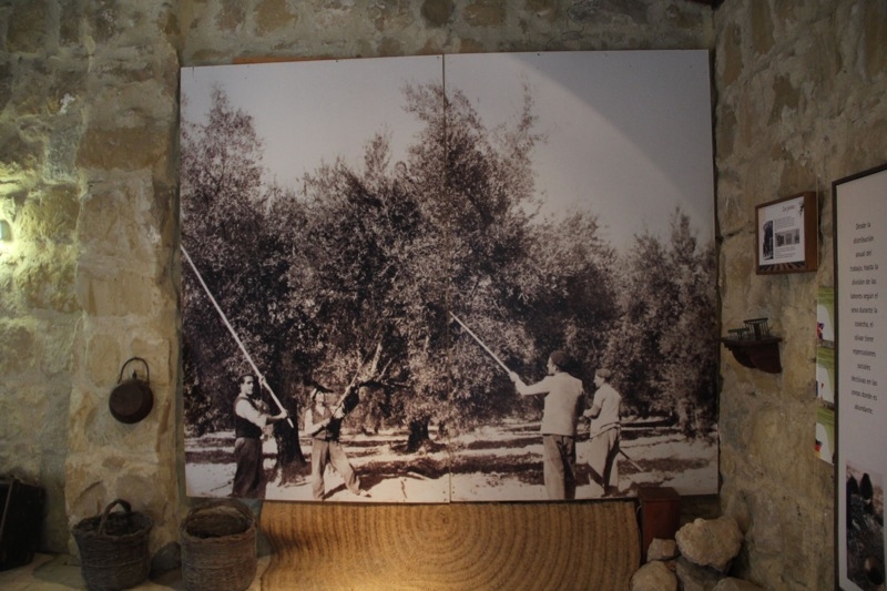 Foto från Sydkustens tredje resa till Jaénprovinsen, i samband med olivskörden 2014. OLIVMUSÉET I HACIENDA LA LAGUNA (BAEZA) Fotograf: Richard Björkman