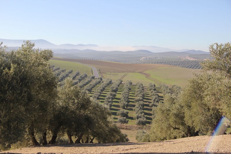 Foto från Sydkustens tredje resa till Jaénprovinsen, i samband med olivskörden 2014. OLIVSKÖRD (BAEZA) Fotograf: Richard Björkman