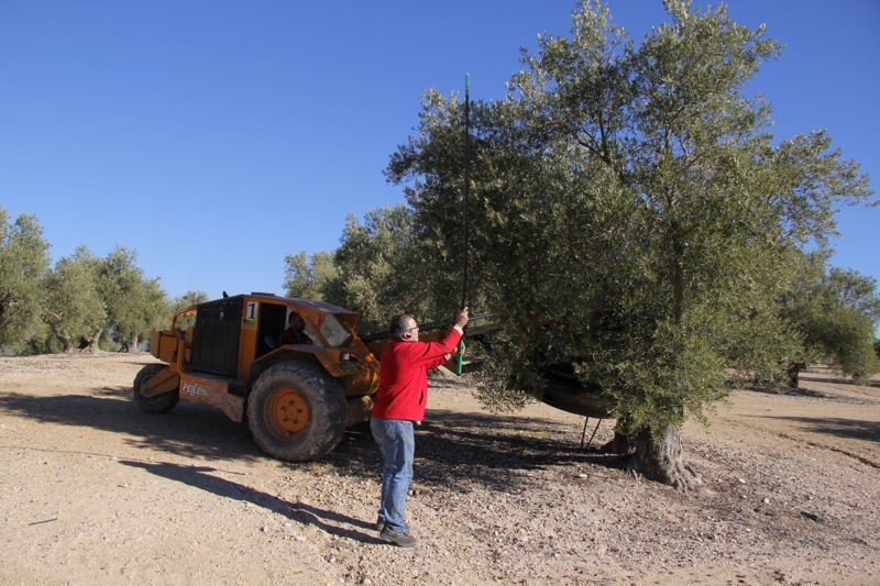 Foto från Sydkustens tredje resa till Jaénprovinsen, i samband med olivskörden 2014. OLIVSKÖRD (BAEZA) Fotograf: Richard Björkman
