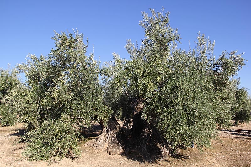 Sydkusten arrangerade 21-23 oktober 2015 den fjärde resan till Jaénprovinsen, med fokus på olivskörden.