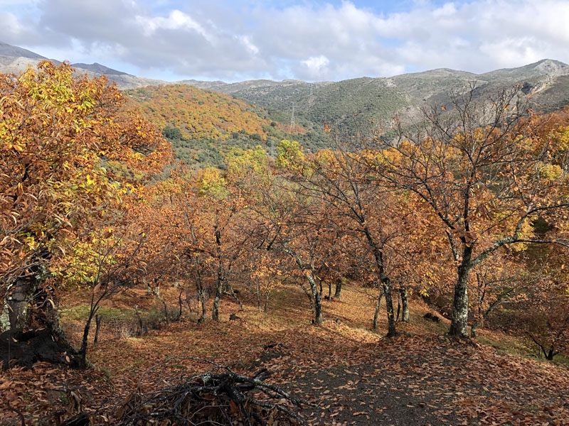 Foto från vandringen 17 november 2018 i Valle del Genal.
