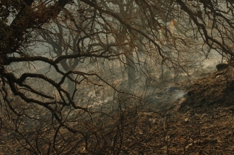 Den täta undervegetation efter vårens regn gör att brandrisken är extremt hög på Costa del Sol.