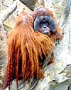Gorillorna må vara de populäraste aporna, men ingen slår orangutangen i färgprakt. Foto: Hanna Pettersson