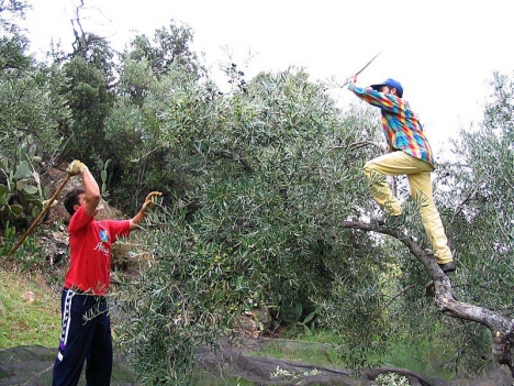 Stora nät placeras under träden för att samla upp oliverna. Det är ett hårt arbete som fortfarande utövas med samma metoder som för flera hundra år sedan.