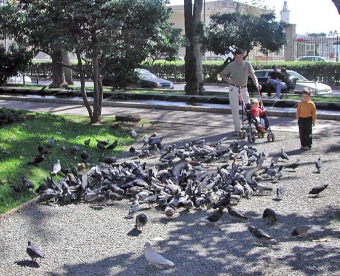 Mata duvor är en aktivitet som kan leda till böter i Málaga stad.