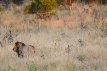 Cecil var det mest kända lejonet i Zimbabwe. Foto: Peter Glenday