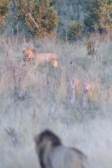 Cecil var Zimbabwes största och mest kända lejon. Foto: PROPeter Glenday