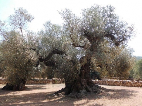 Det kända olivträdet 