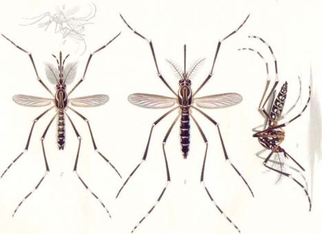 Aedes, också kallad tigermyggan, finns i Spanien sedan 2013.