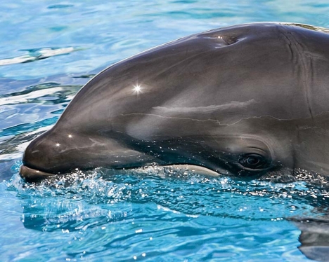 Delfinungen som hittades i Marbella var cirka sex veckor gammal.