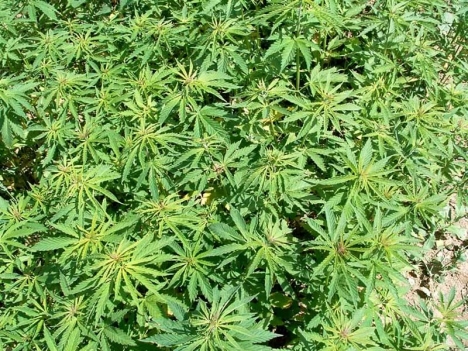 Den upptäckta tomten hade 75 000 cannabis-plantor.
