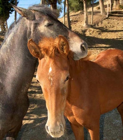 Centret i Alhaurín El Grande har i dagsläget ett 60-tal hästar i sin vård. Foto: CYD Santa María