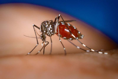 Tigermyggan som kan sprida chikungunya finns i Spanien, men än så länge har ingen alltså smittats i landet.