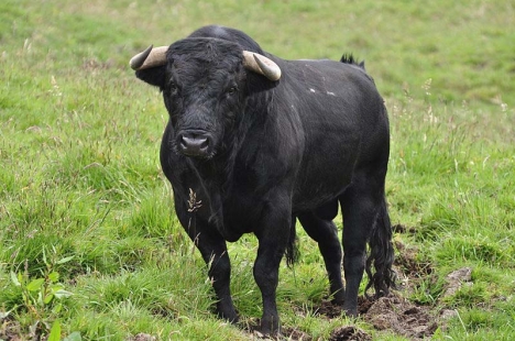Enligt De Gröna har tjuruppfödare fått upp till 130 miljoner euro om året i EU-stöd.