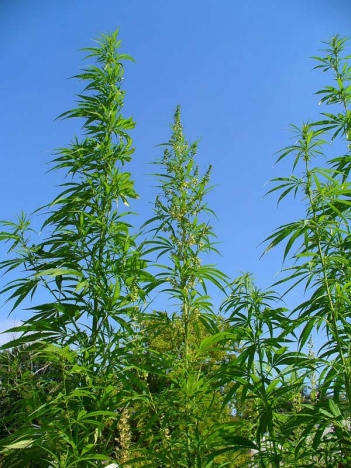 Den gripna mannen hade 60 fullmogna cannabisplantor i ett växthus.