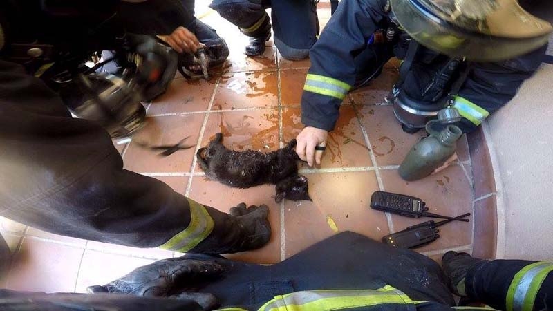 Brandmännen använde sina egna syrgasmasker för att återuppliva katterna. Foto: Ayto de Torremolinos