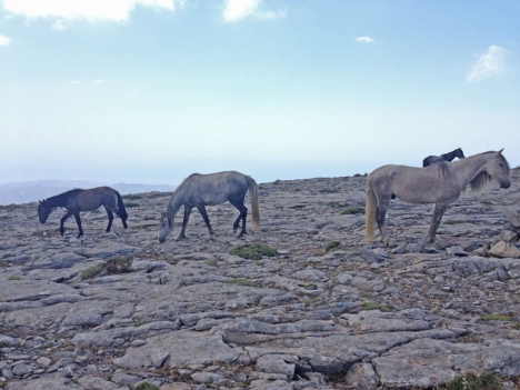 De övergivna hästarna har varit på La Maroma i närmast ett år.