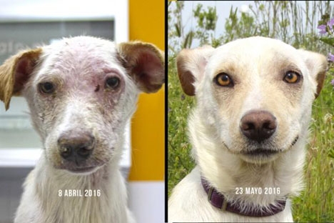 Djurskyddsföreningen El Refugio uppger att de flesta sjuka och övergivna hundar går att rädda.
