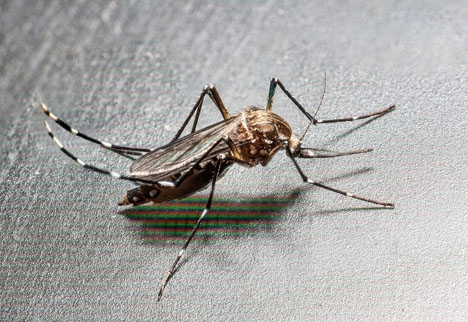 Tigermyggans stick orsakar betydligt större sveda än den vanliga myggans.