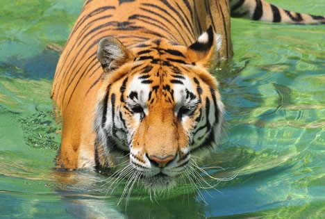 En av tigrarna i Terra Natura dödade 2 juli en skötare. Foto: Archangel12