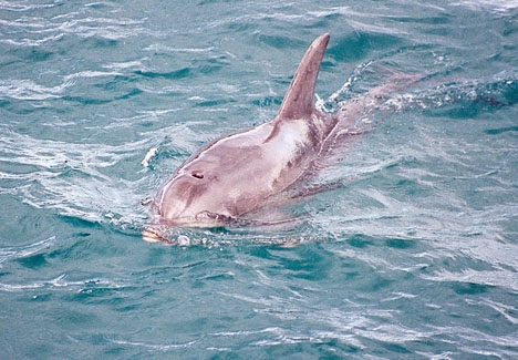 Orsaken till flera delfiners död är till en början oklar.