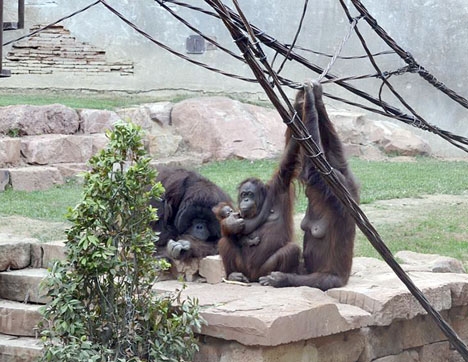 Orangutang-mamman Suli med nya honungen i sina armar. Foto: Biopark Fuengirola