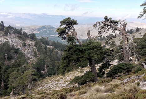 Sierra de las Nieves har ett unikt växt- och djurliv.