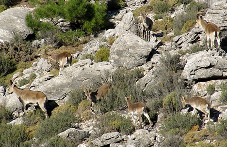Vildgetterna tar sig ned från Cerro Gordo, i sökan efter föda.