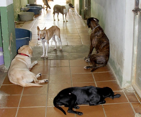 Vanvård av hundar är ett återkommande gissel på Costa del Sol.