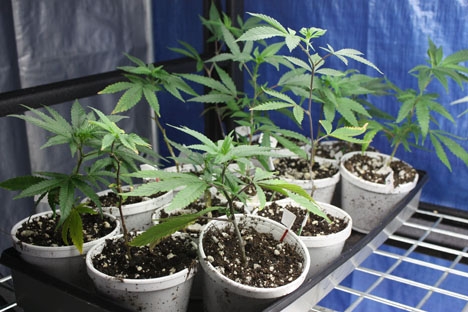 En stor mängd cannabis odlades i villor i både Estepona, Marbella och Mijas.