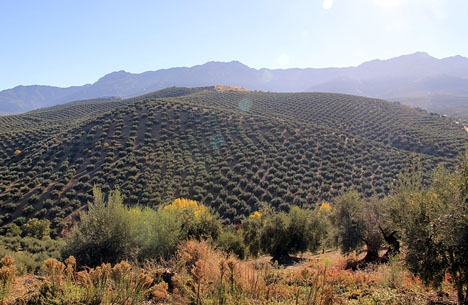 Kina planerar att plantera 59 miljoner olivträd, vilket är nästan lika många som i Jaénprovinsen.