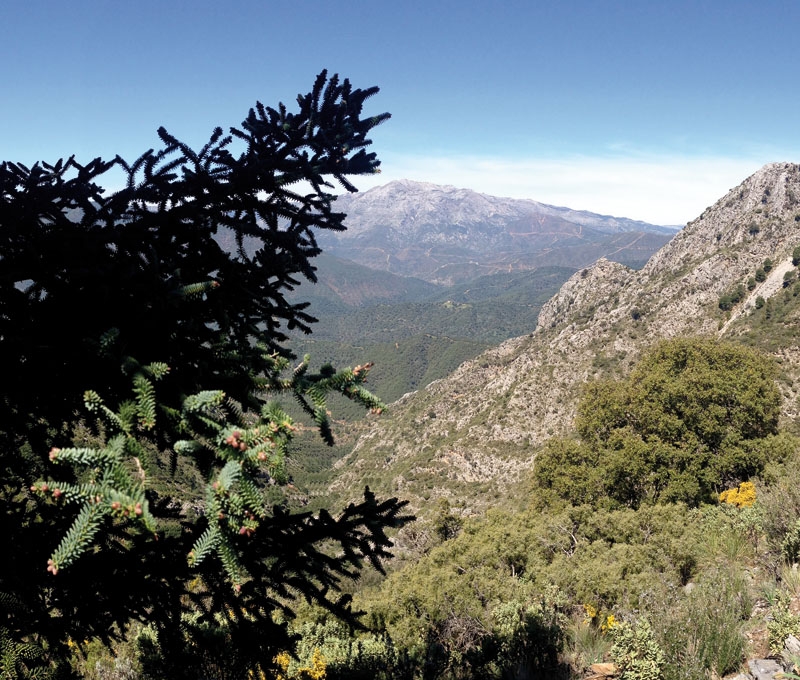 I Sierra Blanca och Juanar råder ett mikroklimat som gynnar en rik flora och fauna. Här finner man bland annat den unika granen pinsapo.