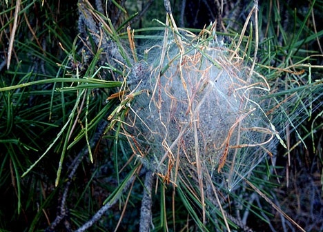 Processionsspinnarna skapar sina bon i tallar och medan de på Gotland utvecklas under sommaren gäckar de södra Spanien under vintern.