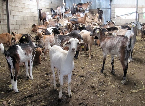 Getter och får har attackerats vid två tillfällen de senaste månaderna.