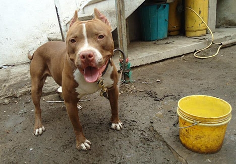 Foto: Kamphundar drogades för att strida till döds och möjliggöra vadslagningar. Polisen har tagit 230 kamphundar i beslag. Oscar25a/Wikimedia Commons
