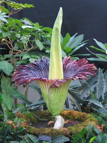 Amorphophallus Titanium är den största arten av orkidéer. Foto: United States Botanic Garden/Wikimedia Commons