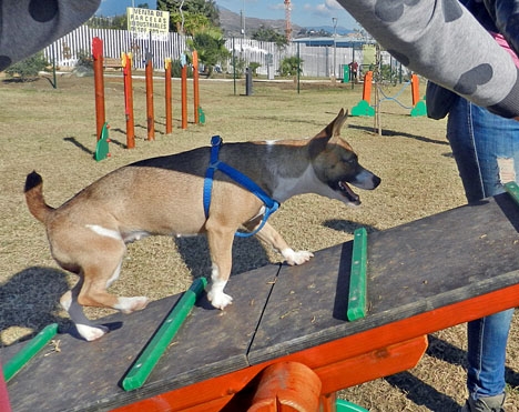 Antalet hundparker på Costa del Sol blir allt fler, men den första i Alhaurín de la Torre har väckt stor kontrovers.