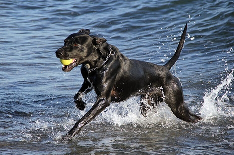Det blir fritt fram i sommar för hundar vid två stränder i Marbella.