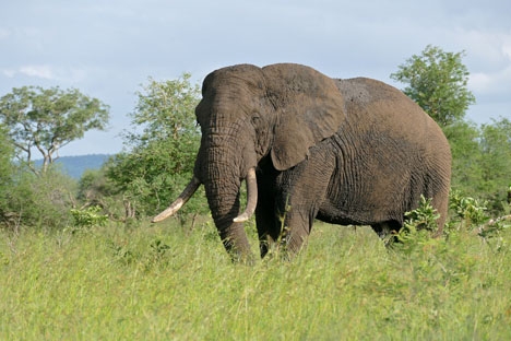 Det är inte första gången som en spanskt turist dödas av en elefant under safari i Afrika. Foto: Bernard DUPONT/Wikimedia Commons