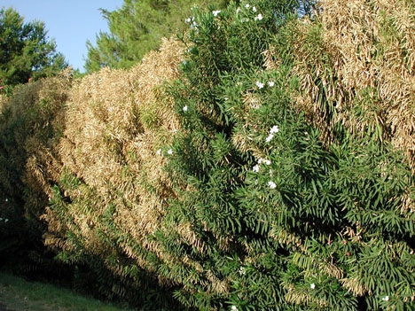 Nerium Oleander drabbat av bakterien Xylella fastidiosa. Foto: Pompilid/Wikimedia Commons