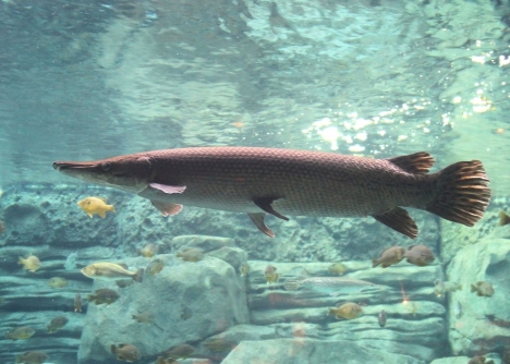 Krokodilfisken kan bli upp till två meter lång. Foto: Greg Hume/Wikimedia Commons