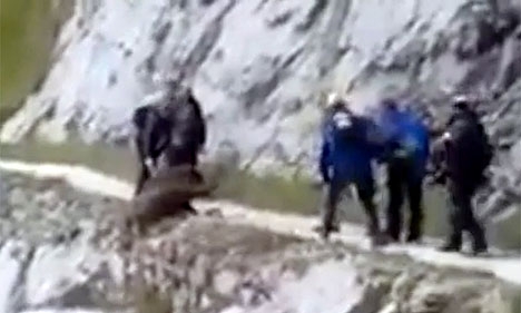 En video visar hur några naturvandrare knuffar ned ett vildsvin för ett stup.