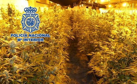De upptäckta cannabisplantorna. Foto: Policía Nacional