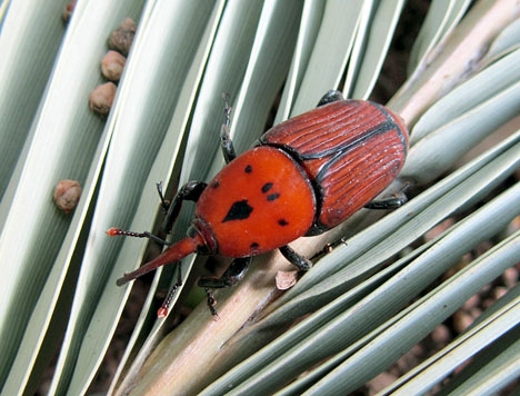 Egyptisk skalbagge, eller Picudo rojo. Foto: Katja Schulz/Wikimedia Commons