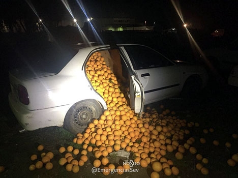 Häpna poliser fann tre bilar fulla till brädden av apelsiner. Foto: Policía local de Sevilla