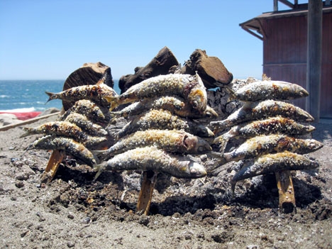De typiska spetten på sardiner från Málagaprovinsen 