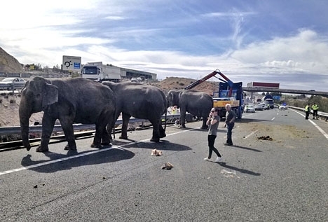 Fem elefanter var indragna i olyckan 2 april, av vilka en hona avled. Foto: Policía Local de Albacete/Twitter